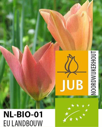 TULIPÁN BIO CIBULOVINY batalinii Bronze Charm 5/6, 100 ks